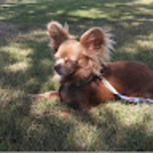 Meet your Posher, Willow